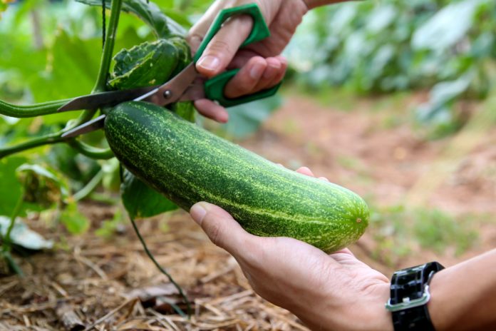 Tips for Growing Cucumbers in Colorado