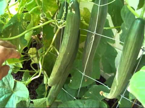Tips for Growing English Cucumbers Tips for Growing English Cucumbers