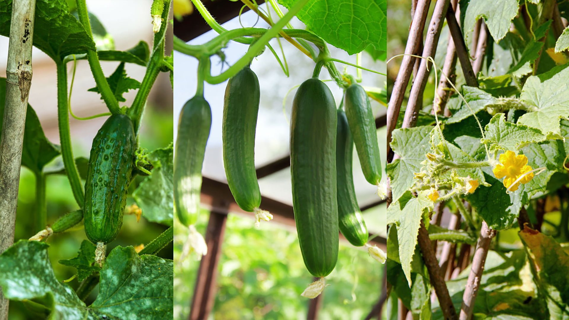 Tips for Growing English Cucumbers Tips for Growing English Cucumbers