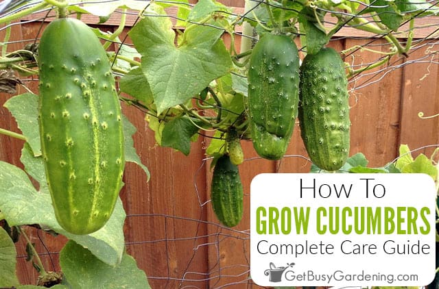 Tips for Growing English Cucumbers Tips for Growing English Cucumbers