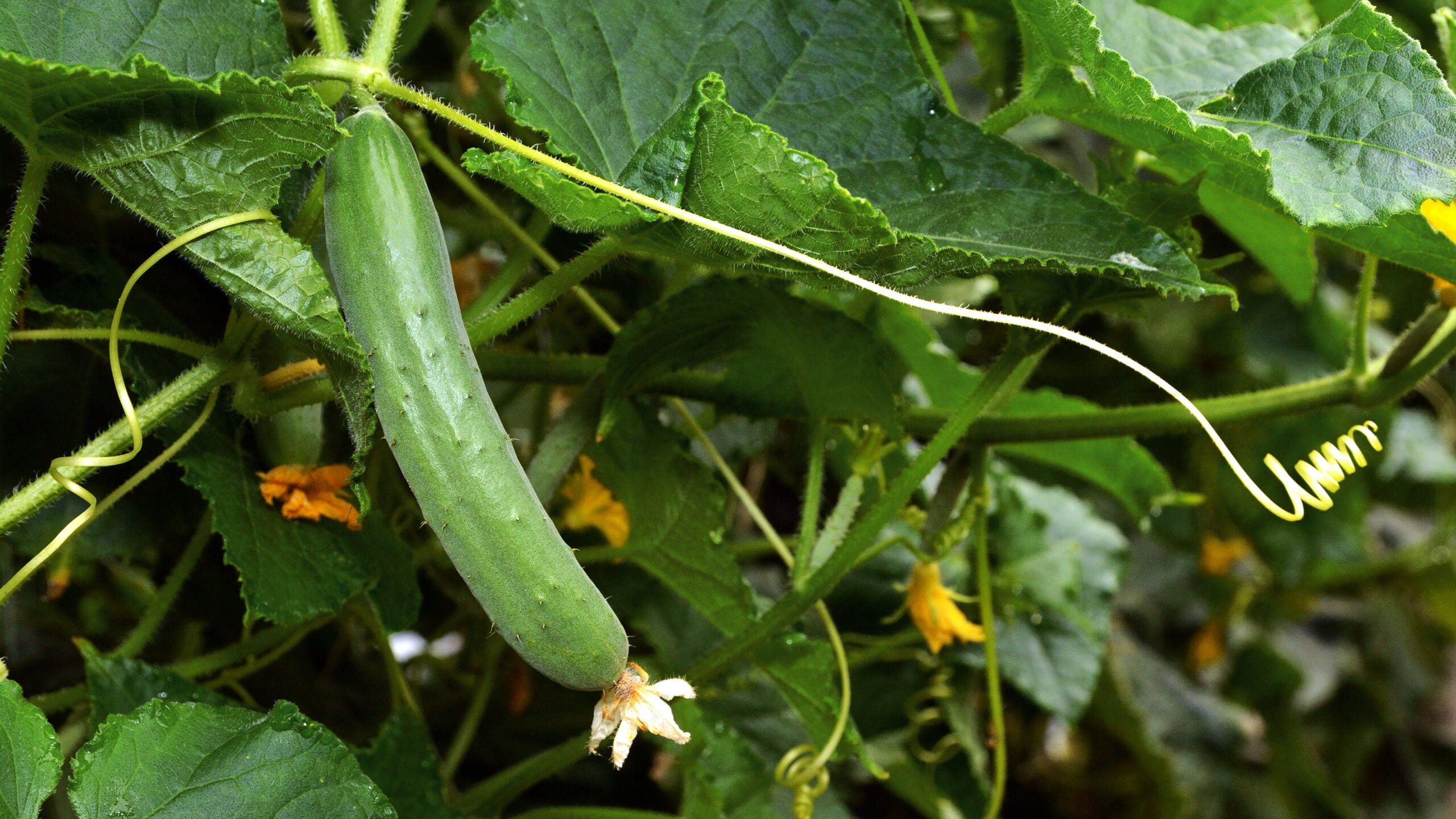 Tips for Growing English Cucumbers Tips for Growing English Cucumbers