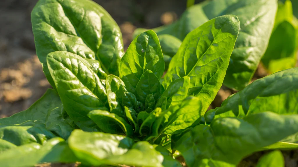 Tips for Growing Spinach in Texas