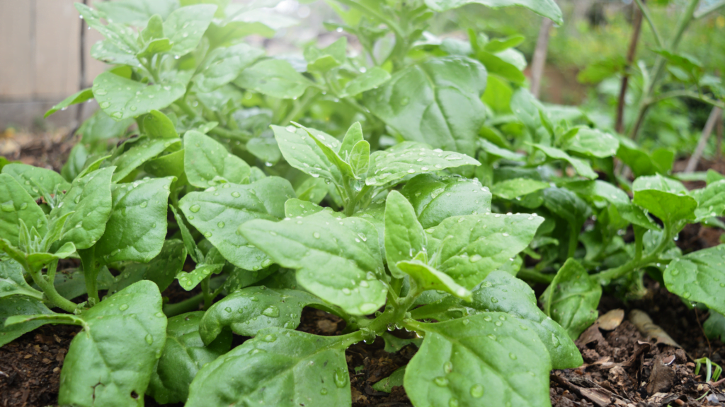 Tips for Growing Spinach in Texas Tips for Growing Spinach in Texas