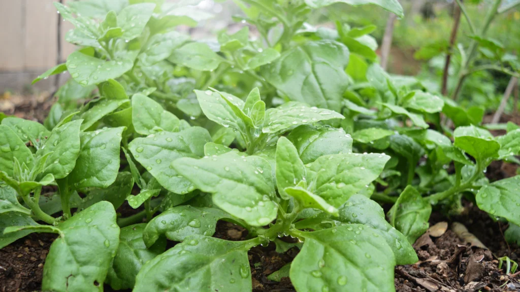 Tips for Growing Spinach in Texas