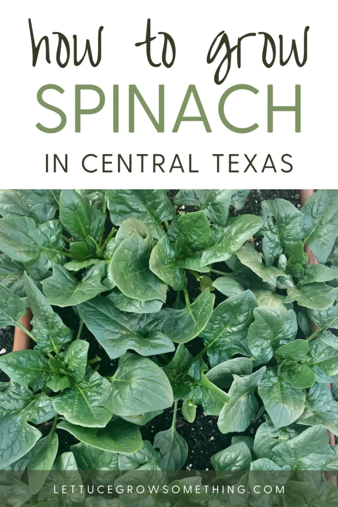 Tips for Growing Spinach in Texas
