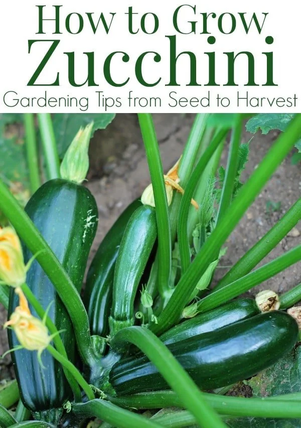 Tips for Growing Zucchini in Florida