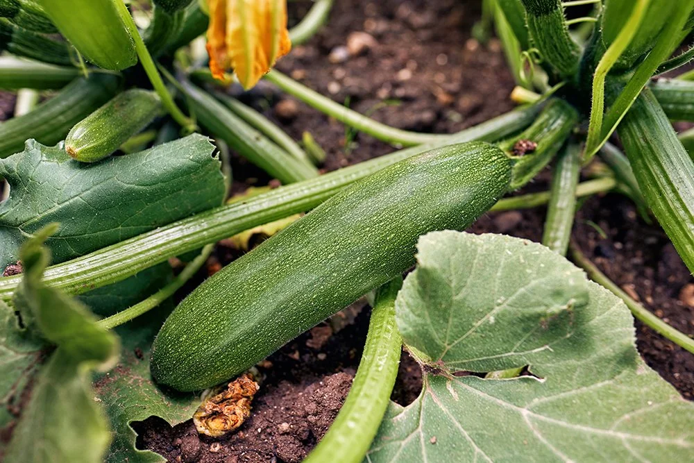 Tips for Growing Zucchini in Florida