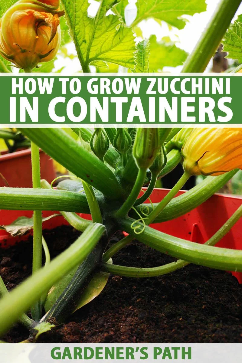 Tips for Growing Zucchini in Florida