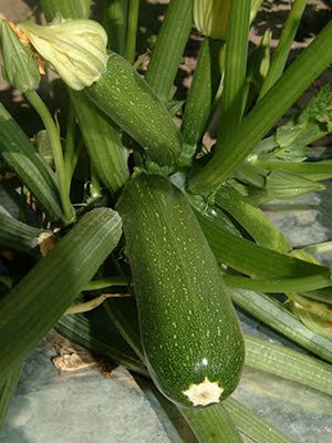 Tips for Growing Zucchini in Florida Tips for Growing Zucchini in Florida