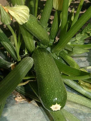 Tips for Growing Zucchini in Florida