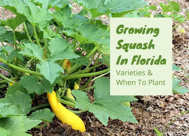Tips for Growing Zucchini in Florida Tips for Growing Zucchini in Florida