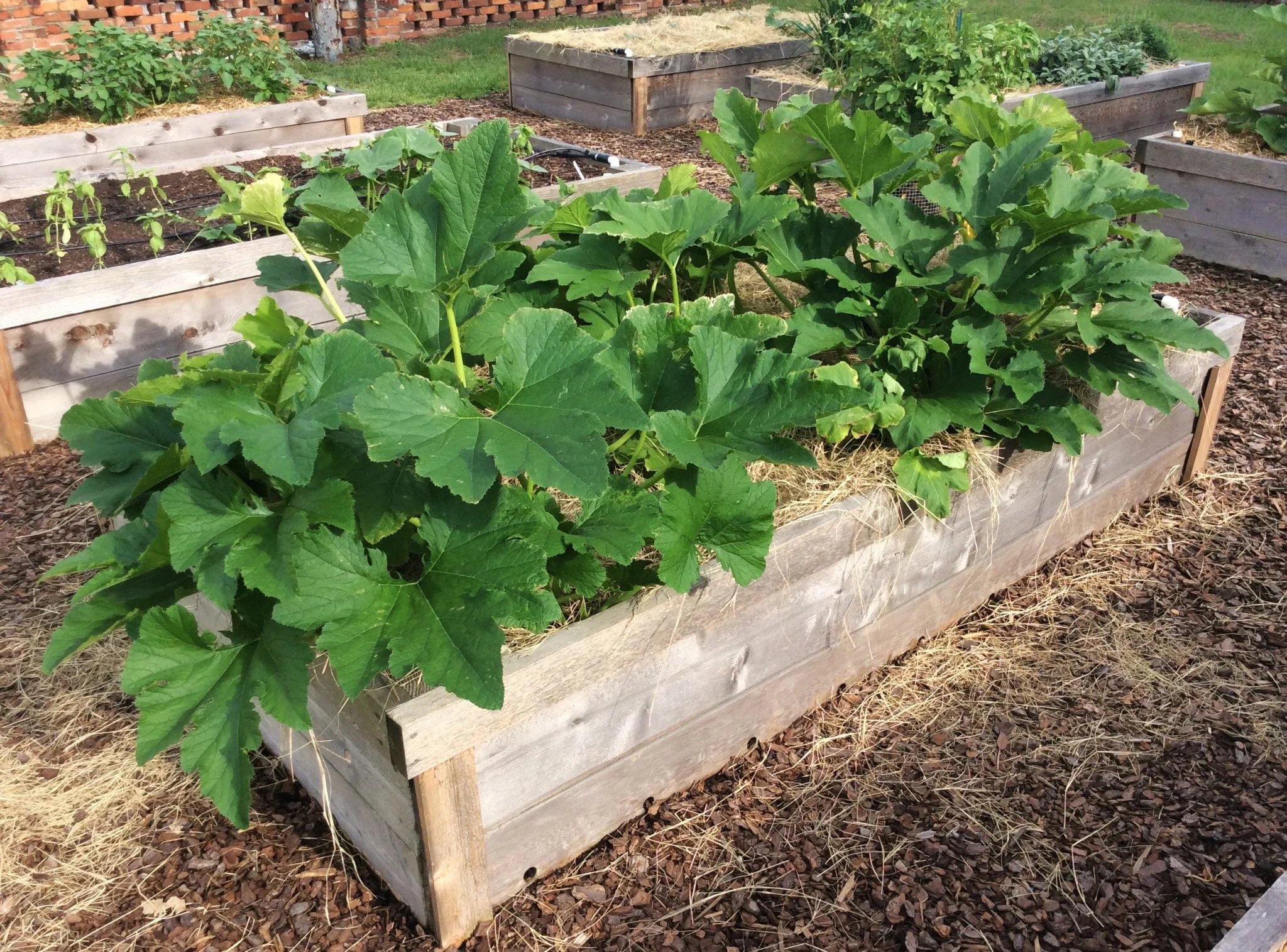 Tips for Growing Zucchini in Raised Beds Tips for Growing Zucchini in Raised Beds
