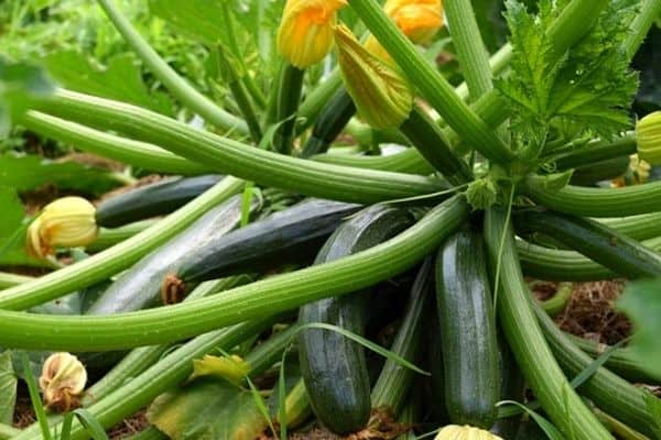 Tips for Growing Zucchini: Space Requirements
