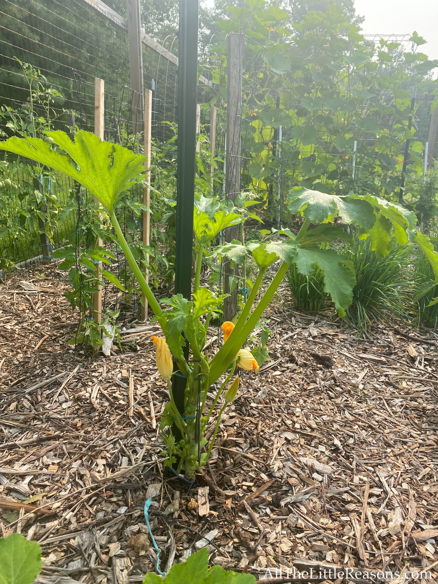 Tips for Growing Zucchini Vertically