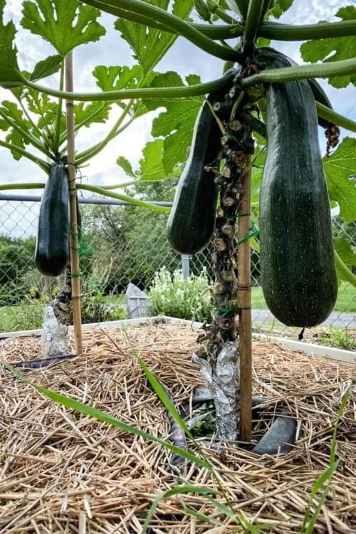 Tips for Growing Zucchini Vertically