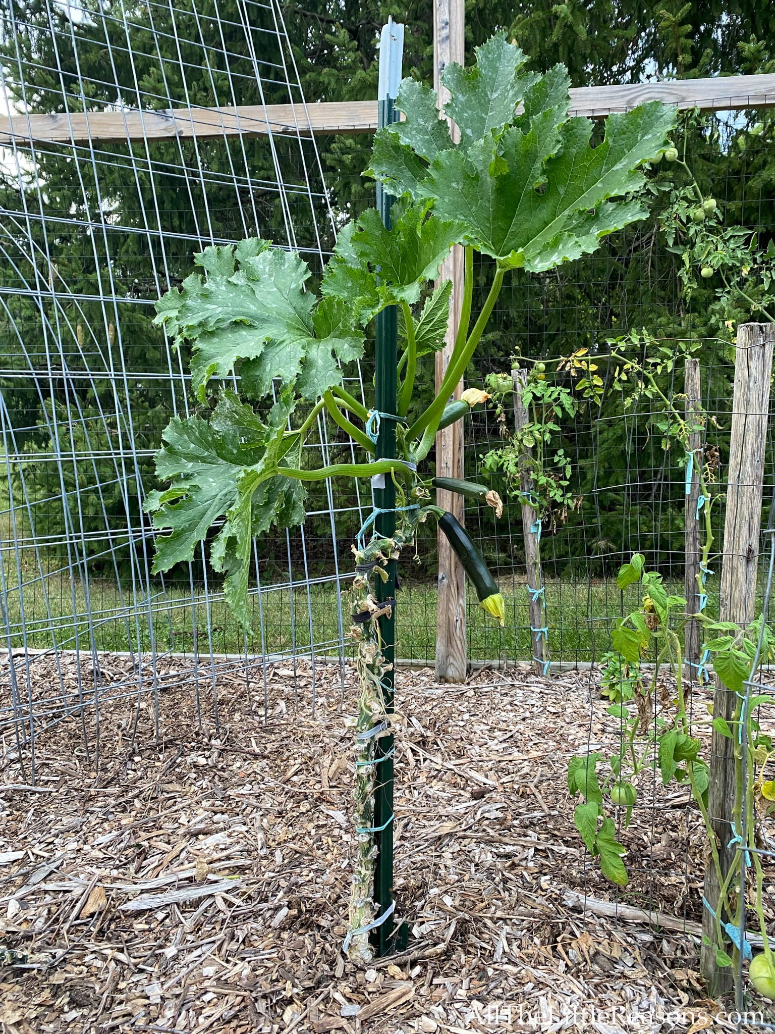 Tips for Growing Zucchini Vertically