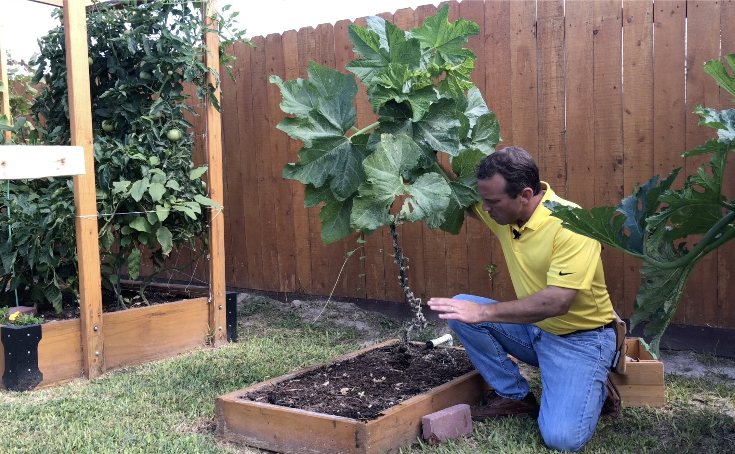 Tips for Growing Zucchini Vertically