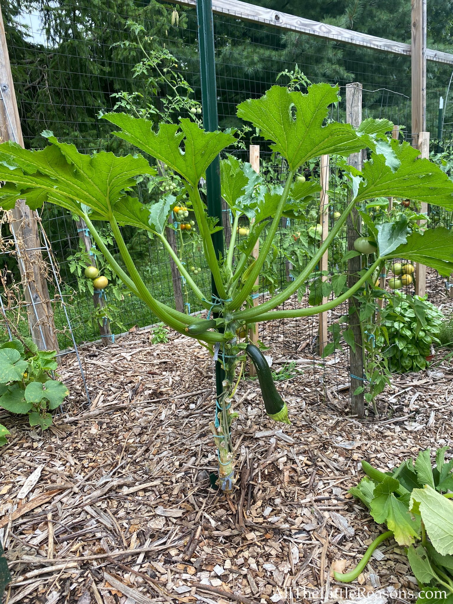 Tips for Growing Zucchini Vertically