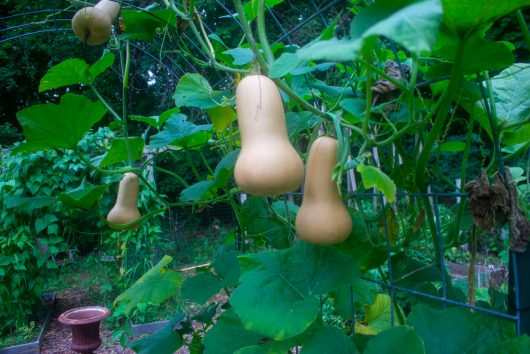 Tips for Harvesting Butternut Squash Tips for Harvesting Butternut Squash