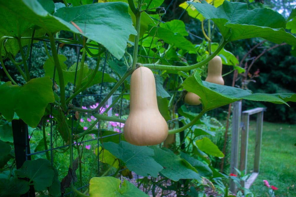 Tips for Harvesting Butternut Squash Tips for Harvesting Butternut Squash