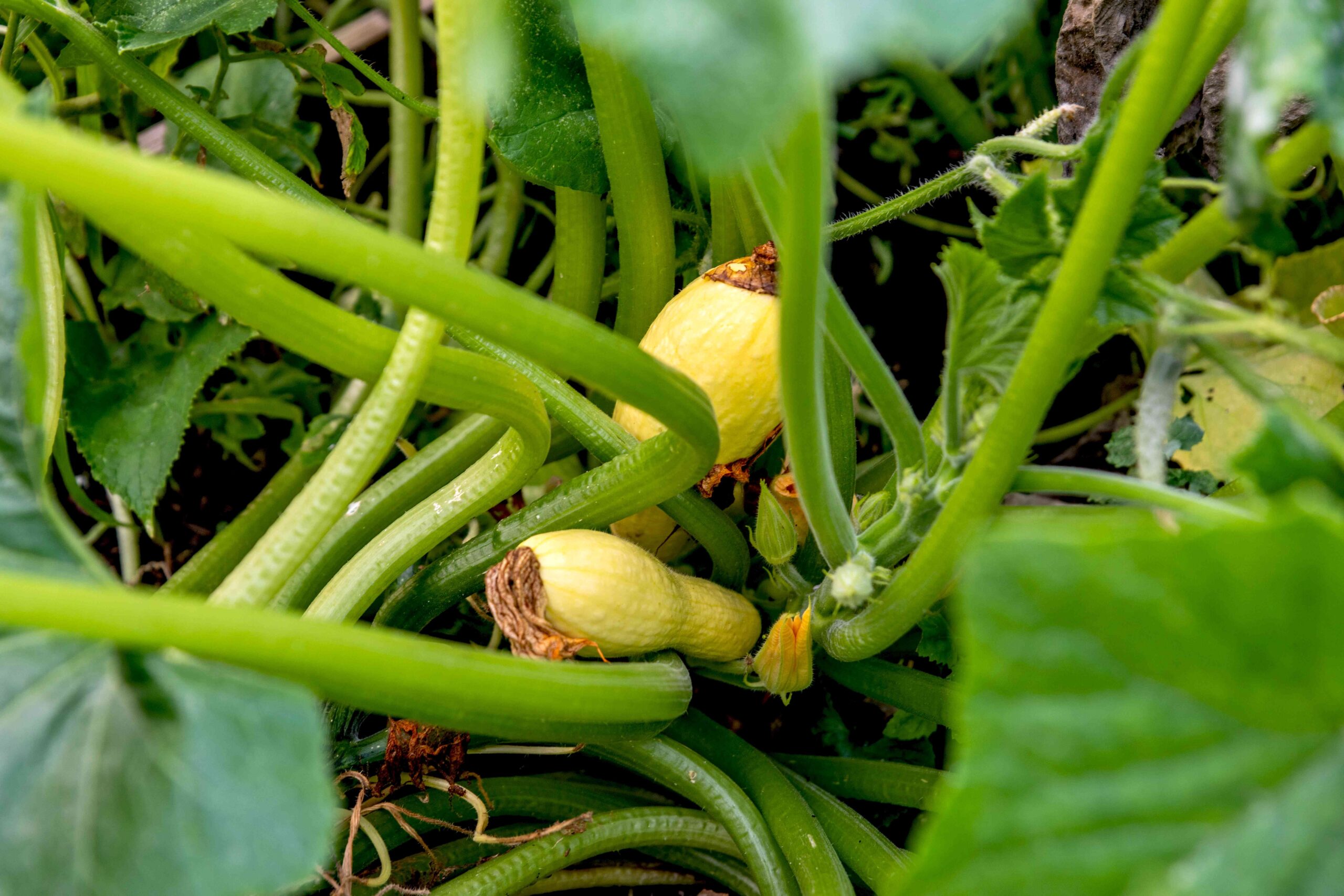 Tips for Harvesting Yellow Squash Tips for Harvesting Yellow Squash