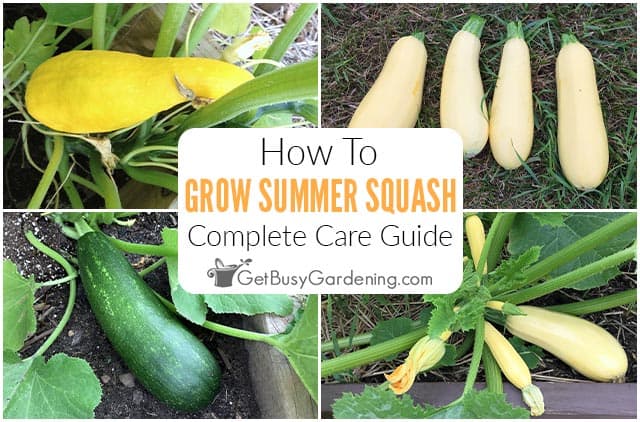 Tips for Harvesting Yellow Squash Tips for Harvesting Yellow Squash