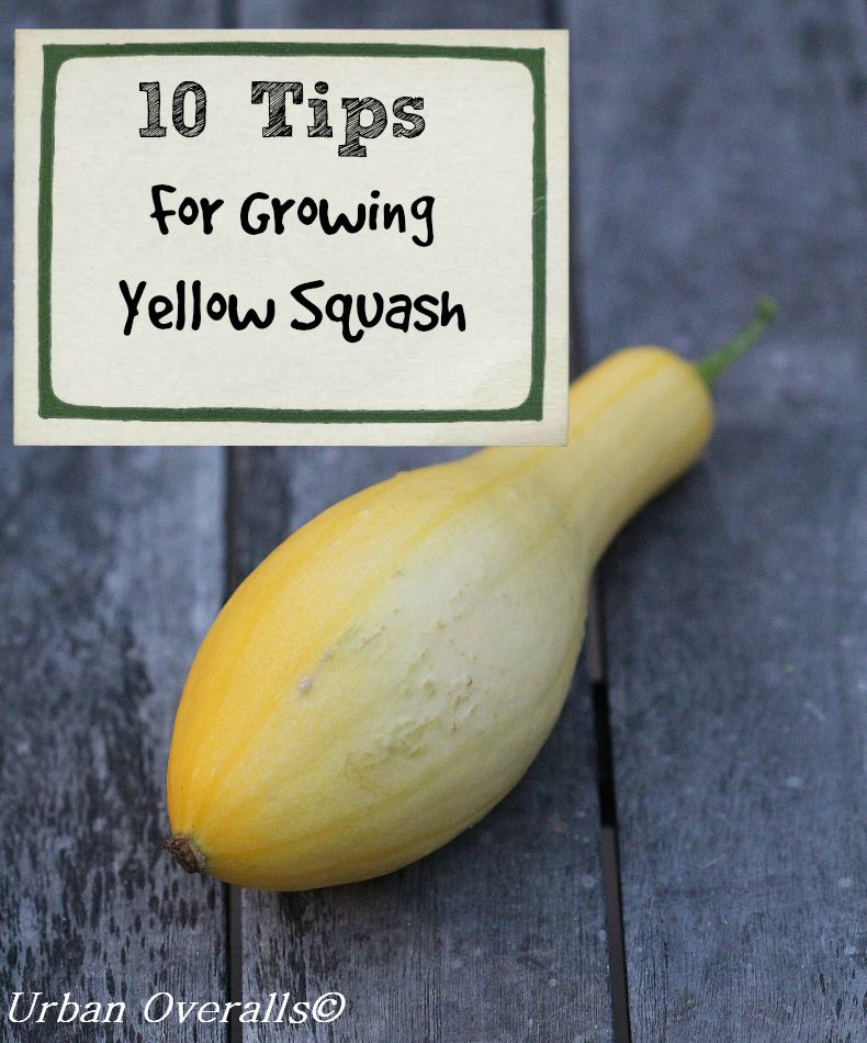 Tips for Harvesting Yellow Squash Tips for Harvesting Yellow Squash