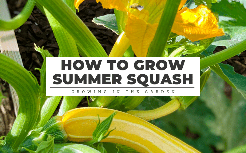 Tips for Harvesting Yellow Squash Tips for Harvesting Yellow Squash