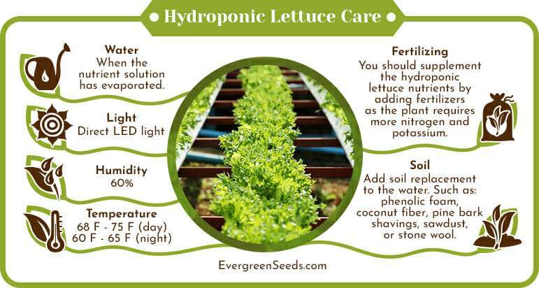 Tips for Properly Storing Hydroponic Lettuce Tips for Properly Storing Hydroponic Lettuce