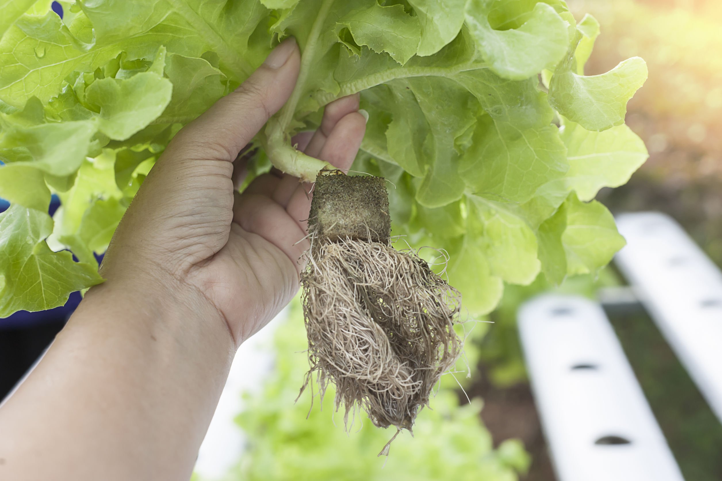 Tips for Properly Storing Hydroponic Lettuce Tips for Properly Storing Hydroponic Lettuce