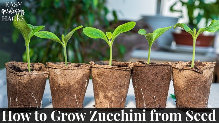 Tips for Starting Zucchini Seeds Indoors Tips for Starting Zucchini Seeds Indoors