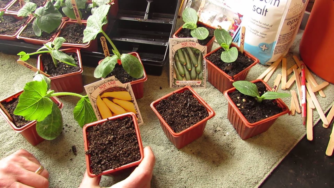 Tips for Starting Zucchini Seeds Indoors Tips for Starting Zucchini Seeds Indoors