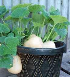 Tips for Successfully Growing Butternut Squash in Containers