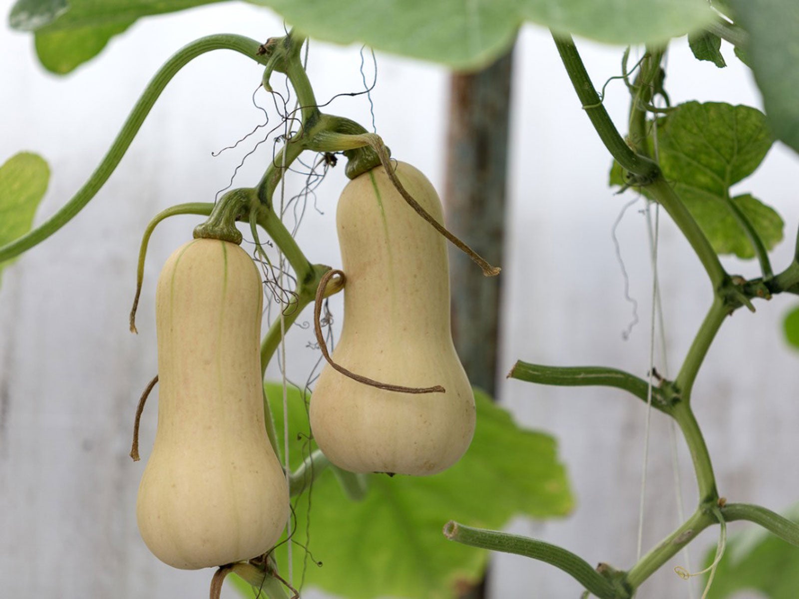 Tips for Successfully Growing Butternut Squash in Containers Tips for Successfully Growing Butternut Squash in Containers