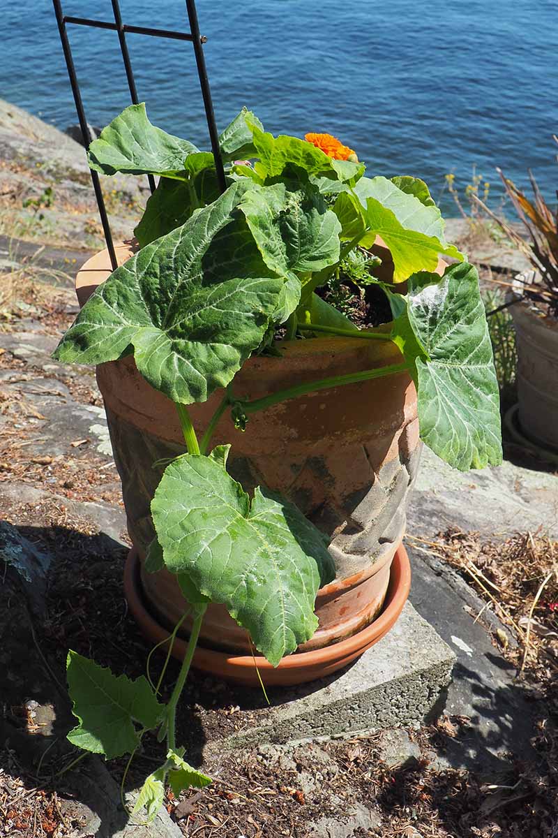 Tips for Successfully Growing Butternut Squash in Containers Tips for Successfully Growing Butternut Squash in Containers