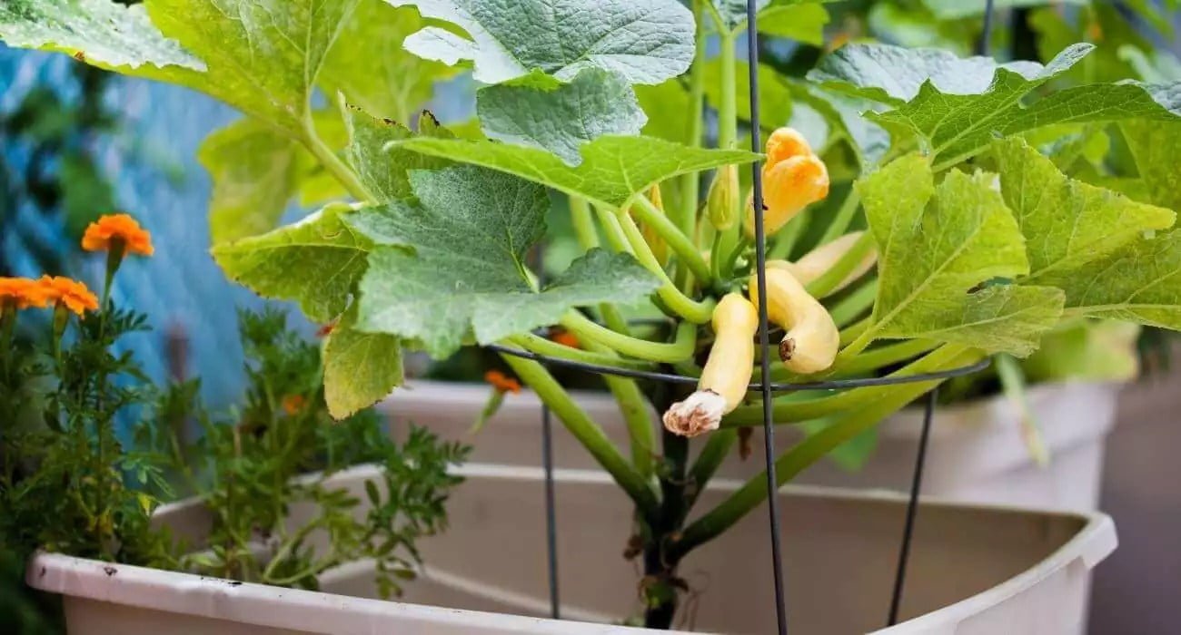 Tips for Successfully Growing Butternut Squash in Containers Tips for Successfully Growing Butternut Squash in Containers