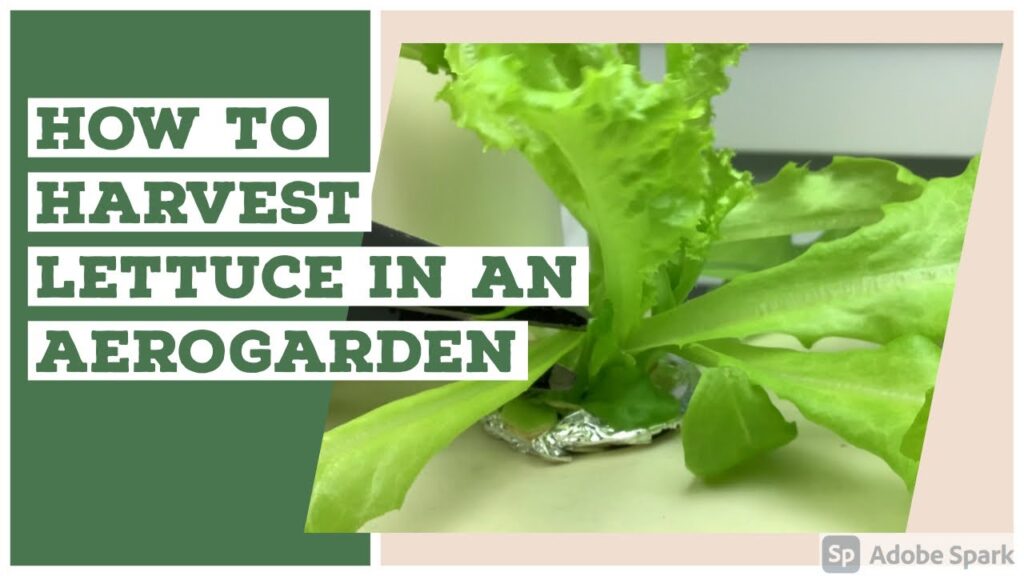 Trimming Lettuce in Your AeroGarden Trimming Lettuce in Your AeroGarden