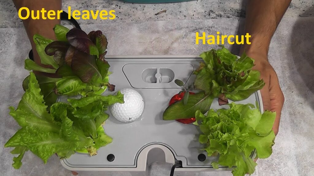 Trimming Lettuce in Your AeroGarden Trimming Lettuce in Your AeroGarden