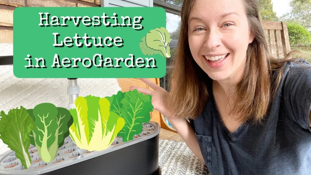 Trimming Lettuce in Your AeroGarden Trimming Lettuce in Your AeroGarden