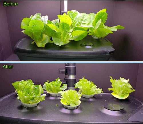 Trimming Lettuce in Your AeroGarden Trimming Lettuce in Your AeroGarden
