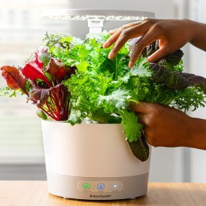Trimming Lettuce in Your AeroGarden Trimming Lettuce in Your AeroGarden