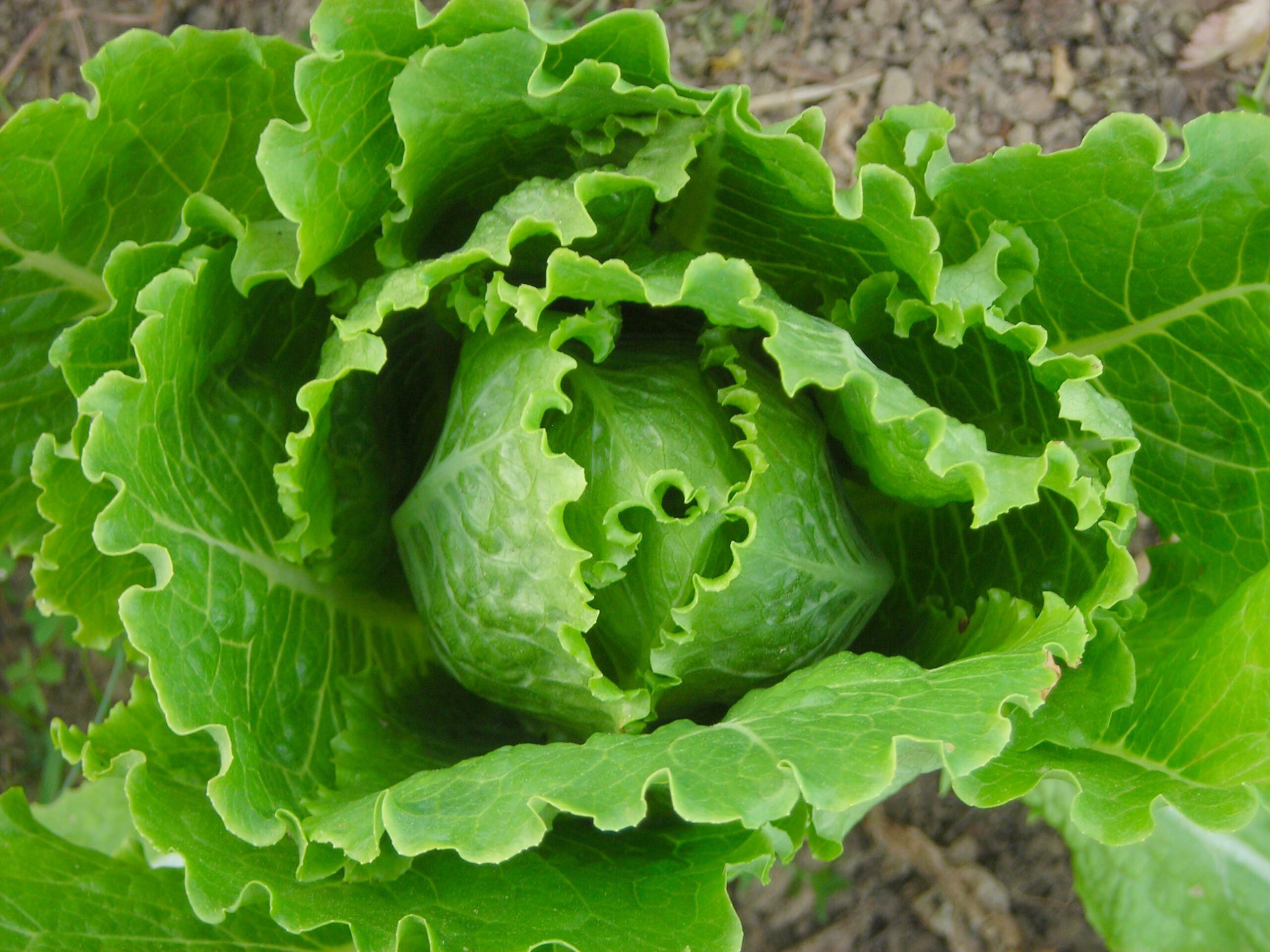 Understanding Cosmopolitan Lettuce Varieties