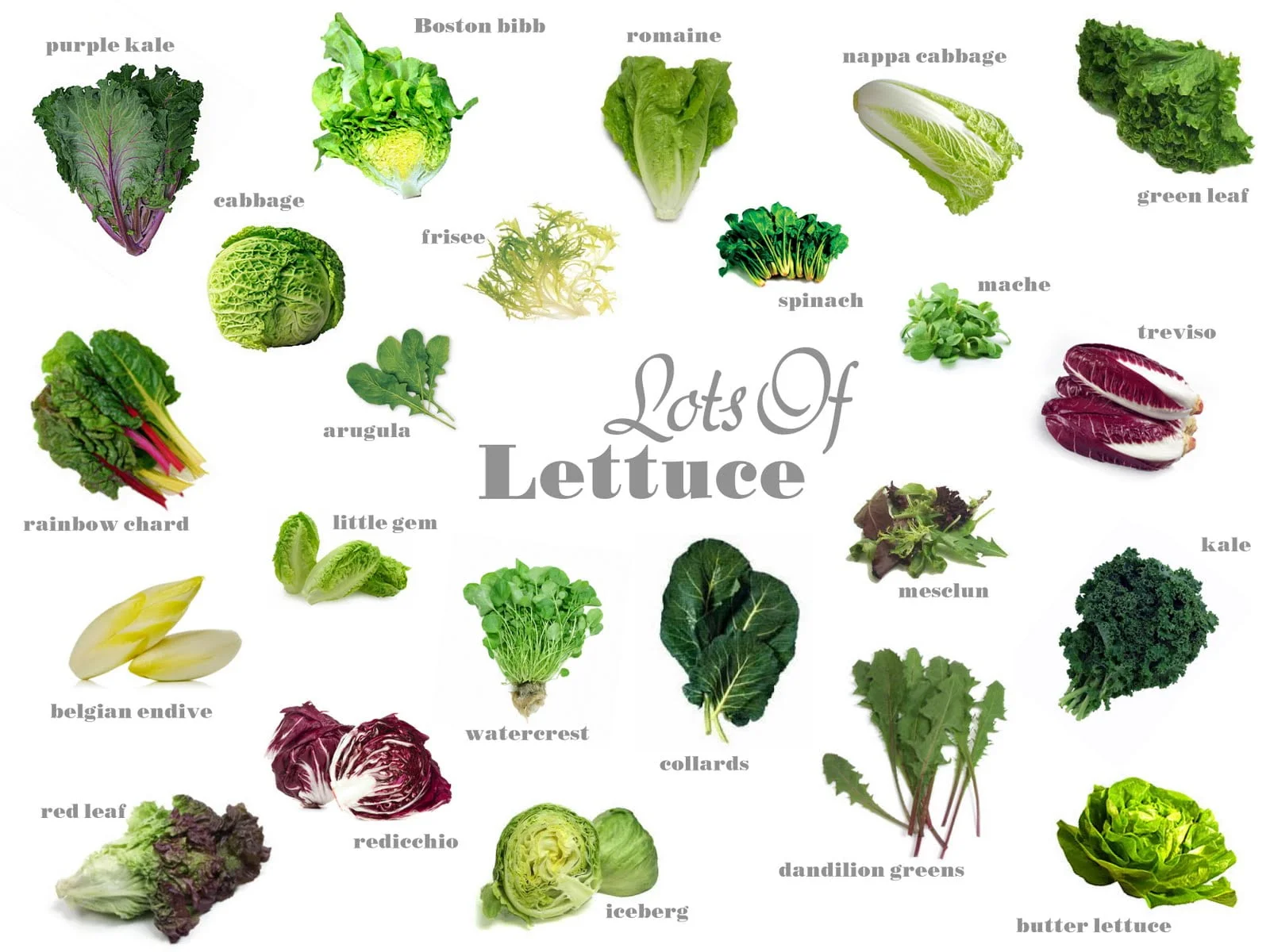 Understanding Cosmopolitan Lettuce Varieties