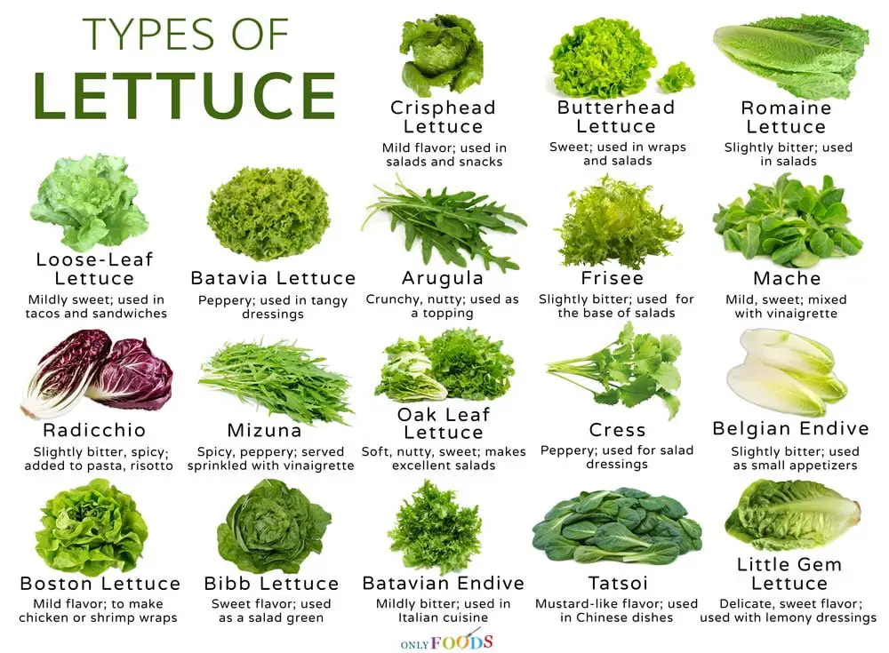 understanding-cosmopolitan-lettuce-varieties-greenthumbsguide