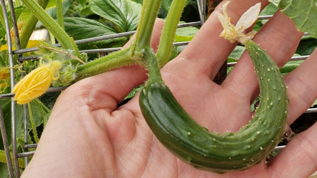 Understanding the Causes of Curled Cucumbers Understanding the Causes of Curled Cucumbers