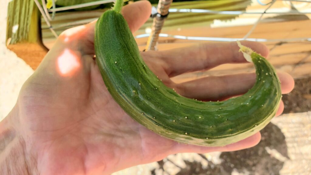Understanding the Causes of Curled Cucumbers Understanding the Causes of Curled Cucumbers