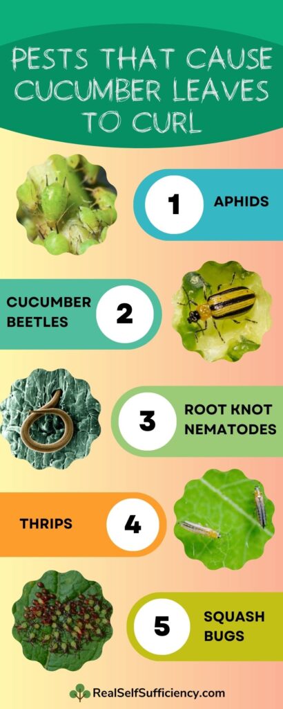 Understanding the Causes of Curled Cucumbers Understanding the Causes of Curled Cucumbers