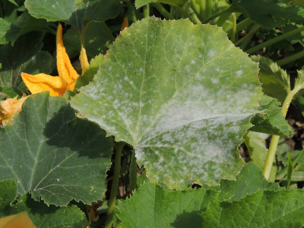 Understanding the Causes of White Zucchini Leaves