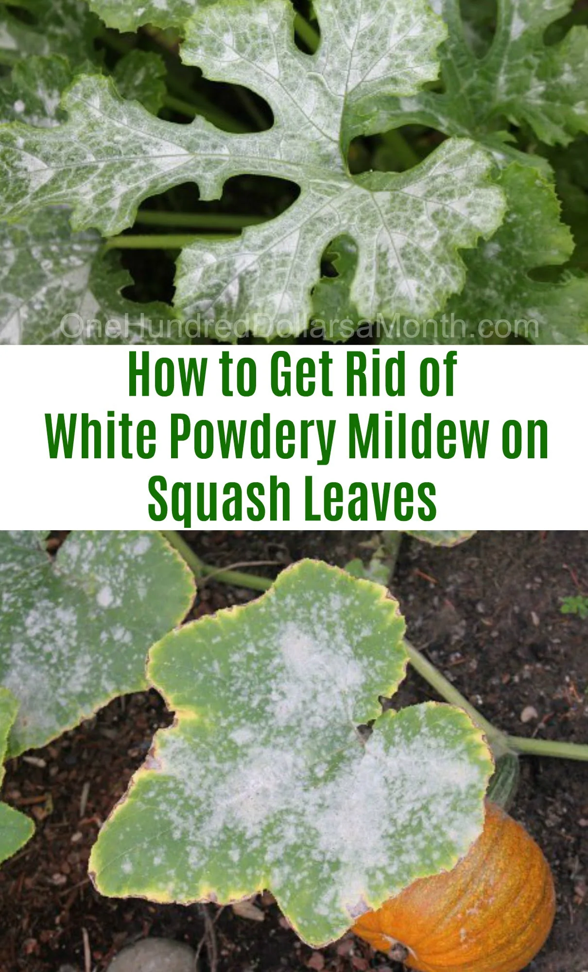 Understanding the Causes of White Zucchini Leaves