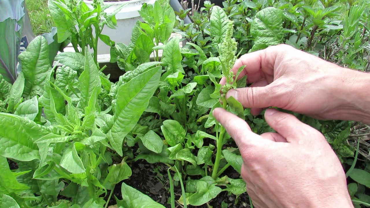 Understanding the Reasons Behind Flowering Spinach Understanding the Reasons Behind Flowering Spinach